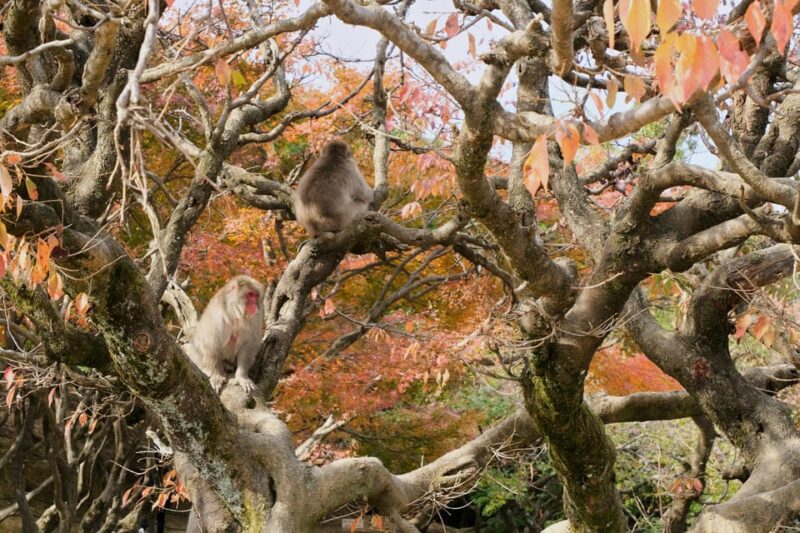 Kyoto: Arashiyama and Miyama Day Trip With Tofu Cuisine - Experience and Activities