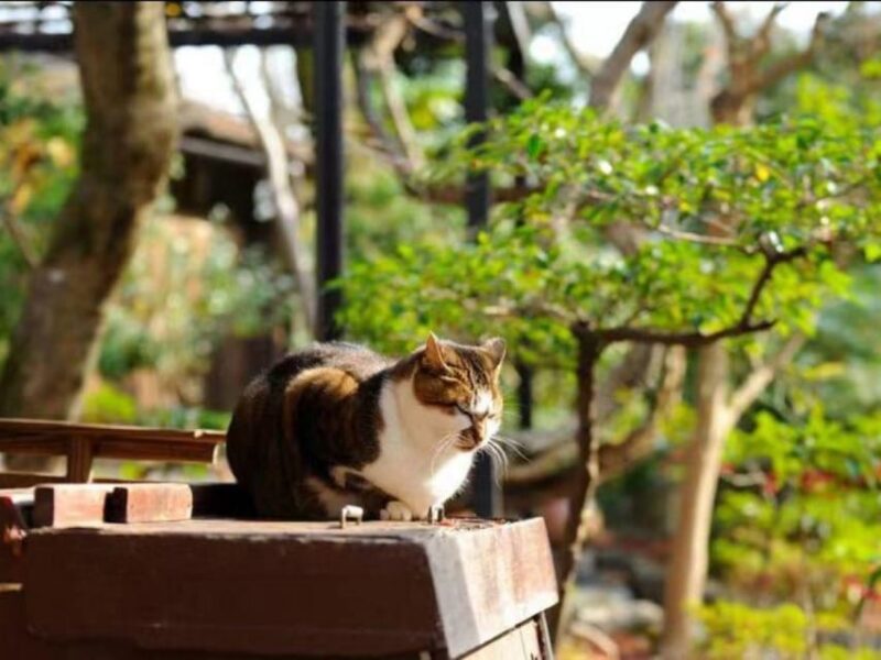 Kyoto: Arashiyama and Sanzen In Temple Day Tour - Participant Information