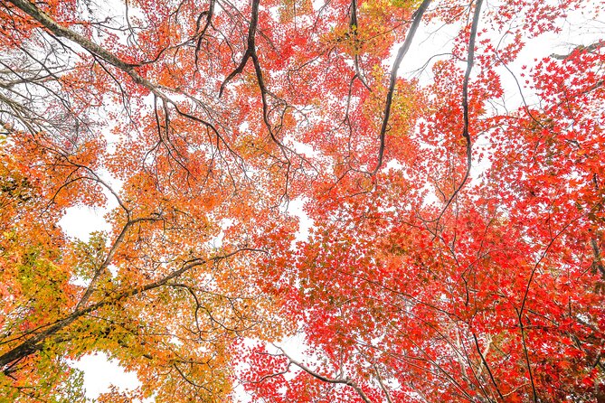 Kyoto Arashiyama Bamboo Forest & Garden Half-Day Walking Tour - Restrictions and Notes
