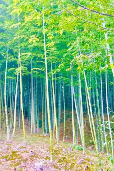 Kyoto, Arashiyama: Bamboo Grove Half-Day Private Guided Tour - Visiting Tenryuji Temple