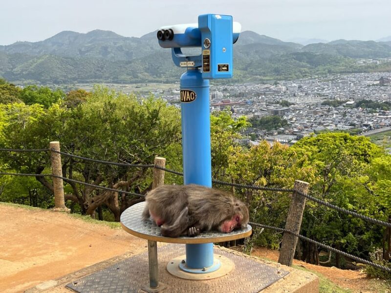 Kyoto: Arashiyama Monkey Park, Bamboo Forest, and Temples - Important Information