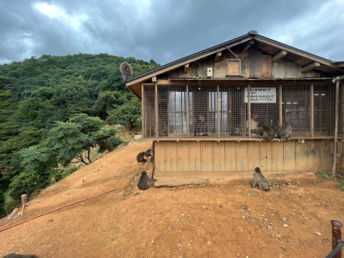 Kyoto: Arashiyama Monkey Park, Bamboo Forest, and Temples - Tenryuji Temple