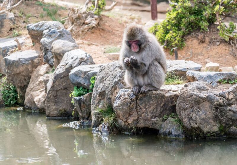 Kyoto: Arashiyama Walk - Bamboo, Monkeys, Temples & Secrets - Taking in the Bamboo Forest