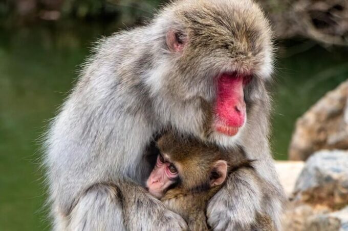Kyoto: Arashiyama Walk - Bamboo, Monkeys, Temples & Secrets - Visiting the Iwatayama Monkey Park