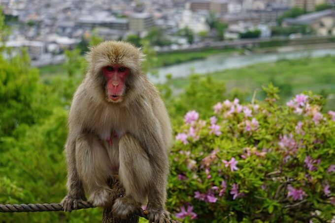 Kyoto: Arashiyama Walk - Bamboo, Monkeys, Temples & Secrets - Frequently Asked Questions