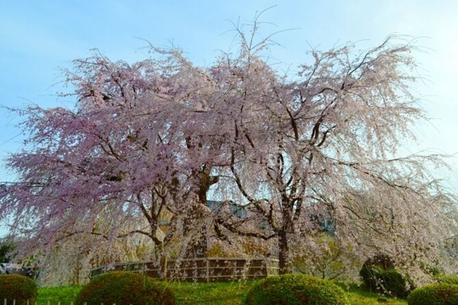 Kyoto Cherry Blossom With Miyako Odori 1 Day Walking Tour - Meeting and End Points