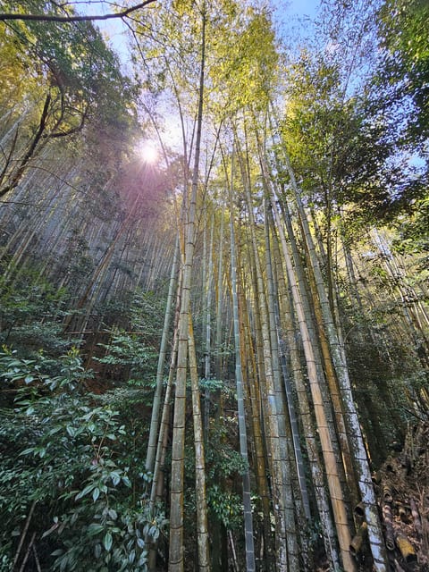 Kyoto: Customed Bike Tour - Key Points