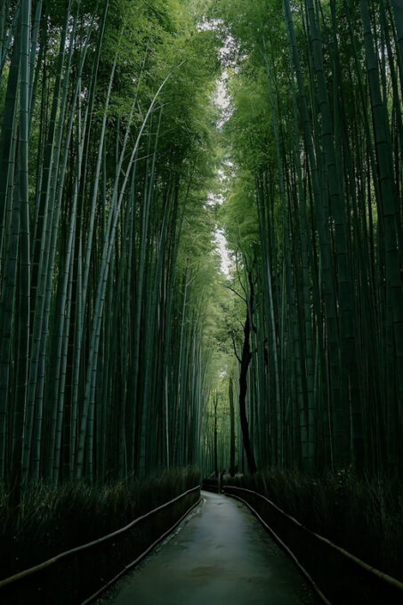 Kyoto: Customized One Day Car Tour - Tour Time Considerations