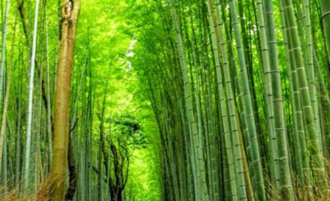 Kyoto Customized Private Tour With English Speaking Driver - Pickup and Drop-off