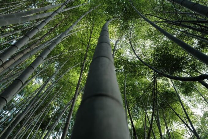 Kyoto: Early Morning Tour With English-Speaking Guide - Fushimi-Inari Shrine