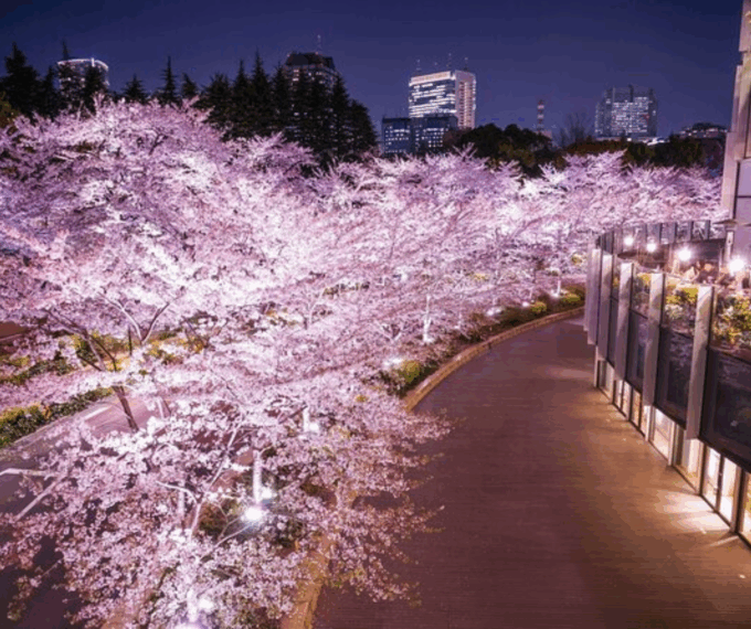 Kyoto: Highlight Tour With English-Speaking Guide - FAQ