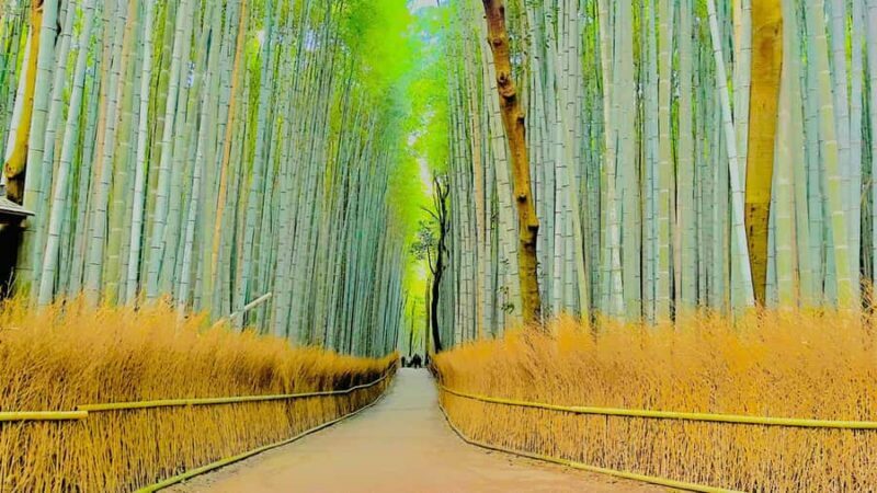 Kyoto: Highlights Tour with Geisha District and Temples - Key Points