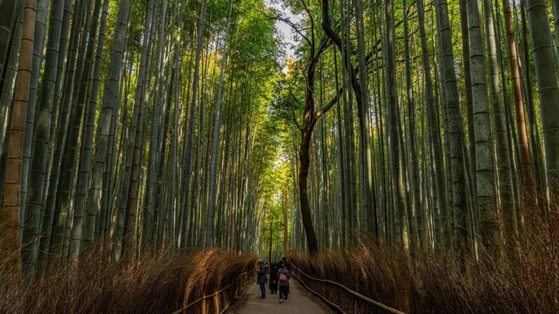 Kyoto Highlights: With Nijo Castle Ticket & Bamboo Forest - Key Points