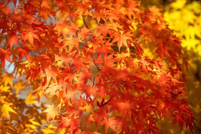 Kyoto: Kinkaku-ji Autumn Leaves Guided Tour 90 Minutes - Experiencing the Serenity of Kinkaku-jis Grounds