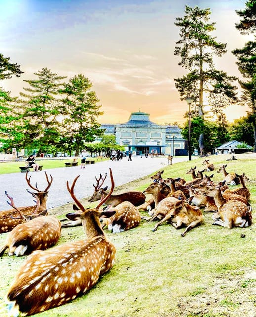 Kyoto, Nara, and Osaka: Private Customizable Tour - Key Points