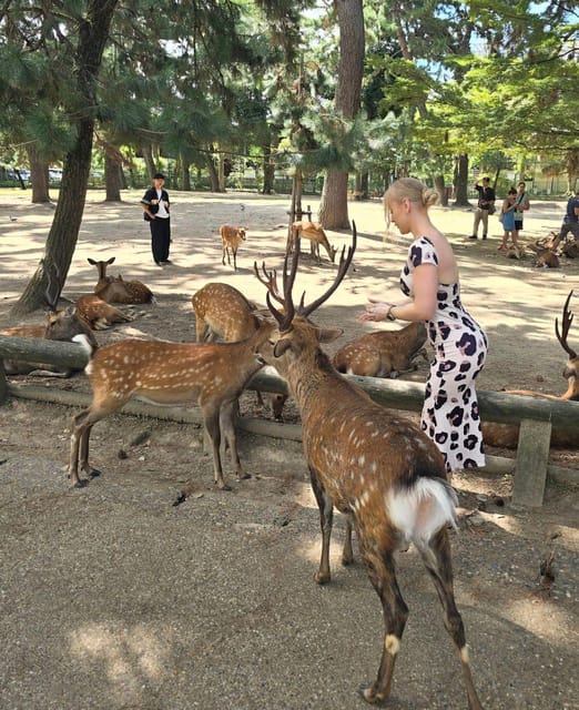 Kyoto, Nara, and Osaka: Private Customizable Tour - Itinerary and Highlights