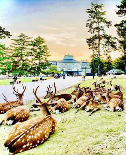 Kyoto, Nara, and Osaka: Private Customizable Tour - Transportation and Accessibility