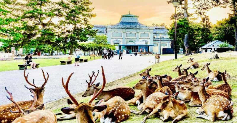 Kyoto, Nara, and Osaka: Private Customizable Tour - Sights and Attractions in Osaka