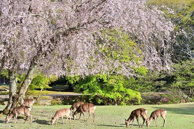 Kyoto & Nara Day Tour: Golden Pavilion, Fushimi Inari & Deer Park - Meeting and Accessibility Information