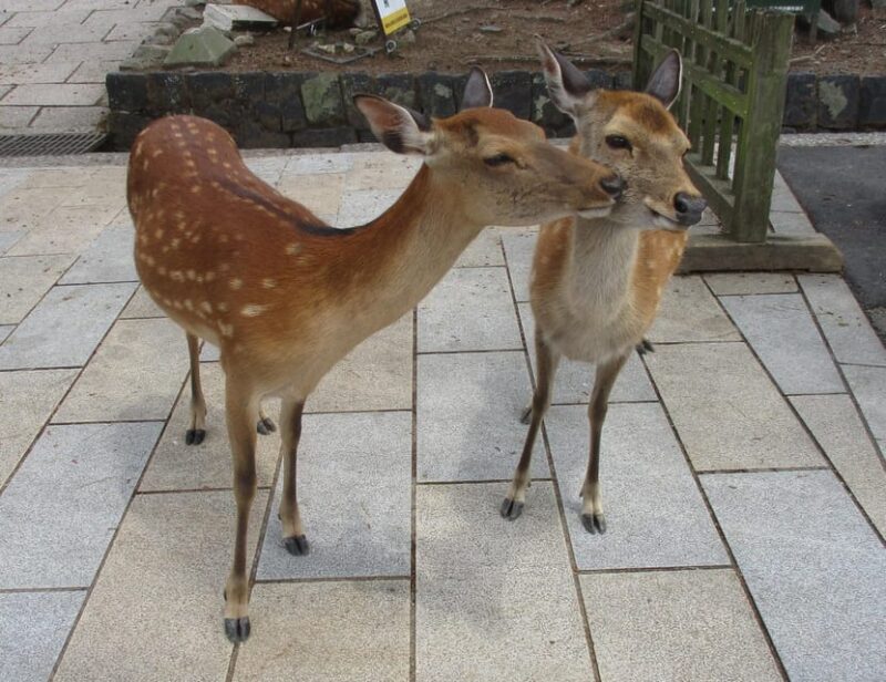 KYOTO-NARA: Giant Buddha Deer Pagoda Geisya (Italian, Full Day) - Inclusions