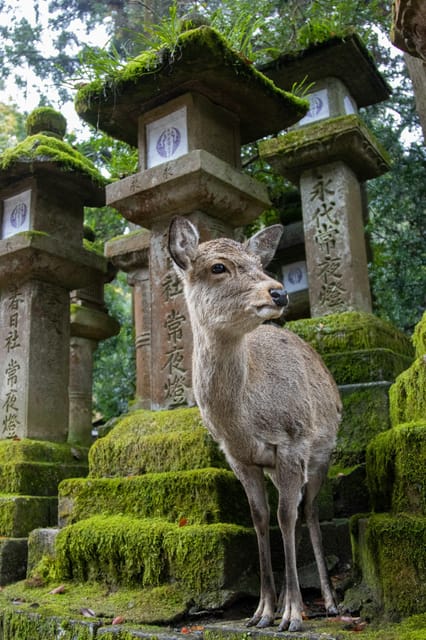 Kyoto: Nara or Osaka Private Customized English Guided Trip - Kyoto Itinerary Highlights