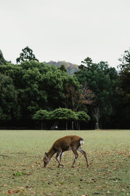 Kyoto: Nara or Osaka Private Customized English Guided Trip - Private Vehicle and Guide