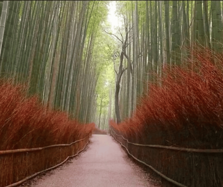 Kyoto & Nara Private Customized, Guided Tour - Experience Highlights