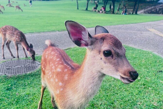Kyoto & Nara: Private Day Tour by luxury Vehicle & English Guide - Transportation & Logistics