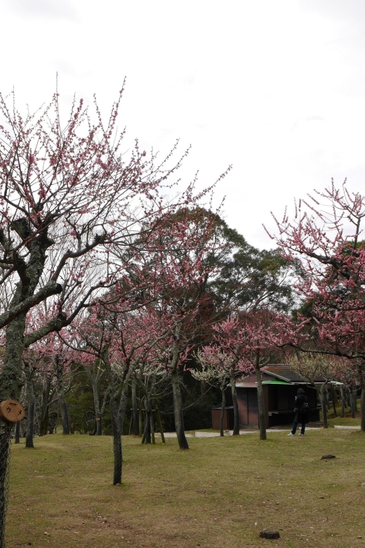 Kyoto: Nara, Todaiji, Kasuga Taisha Shrine Private Full Day - Key Points