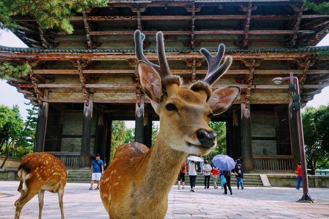 Kyoto & Nara Tour From Osaka/Kyoto: Fushimi Inari Taisha Shrine - Kyoto Tofu Cuisine