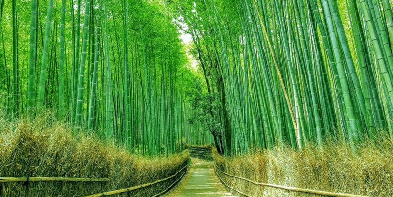 Kyoto/Osaka: Fushimi Inari, Arashiyama and Nara Bus Tour - Fushimi Inari Taisha Exploration