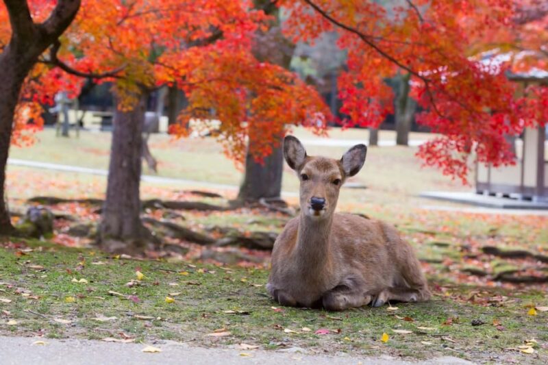 Kyoto/Osaka: Fushimi Inari, Arashiyama and Nara Bus Tour - Tour Guide and Highlights
