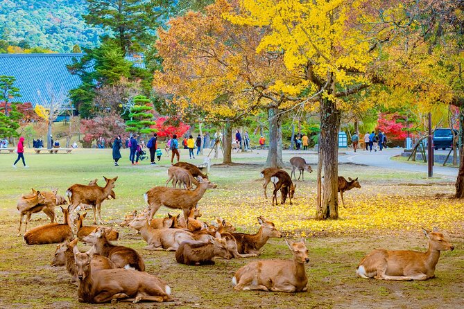 Kyoto Osaka Kyoto and Nara Customized Private Guided Tour - Inclusions