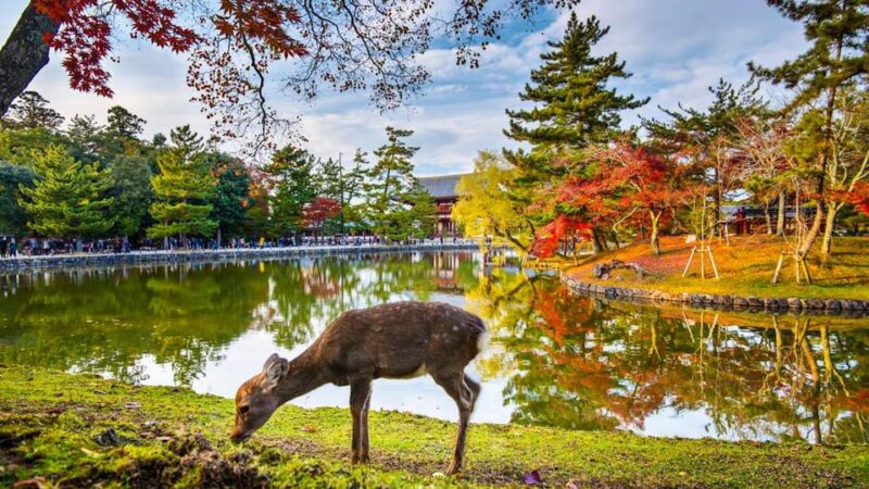 Kyoto/Osaka: Nara Customizable Self-Guided Tour With Driver - Transportation and Accessibility