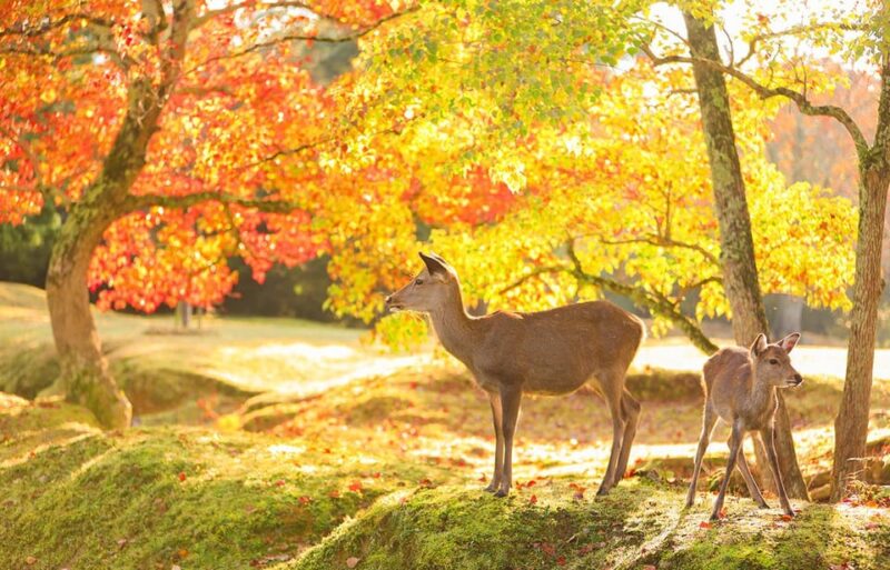 Kyoto/Osaka: Nara, Fushimi Inari, Arashiyama Full-Day Tour - Arashiyama