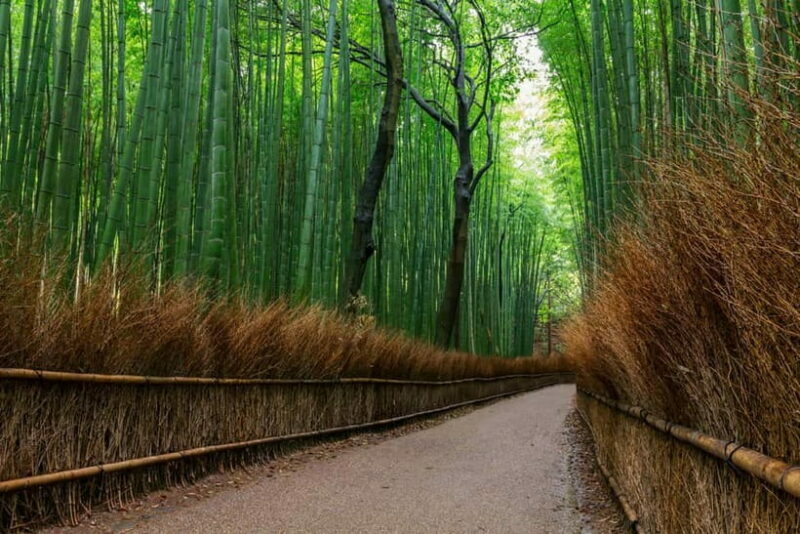 Kyoto/Osaka: Nara, Fushimi Inari Taisha, Arashiyama Bus Tour - Summary for the Curious Traveler