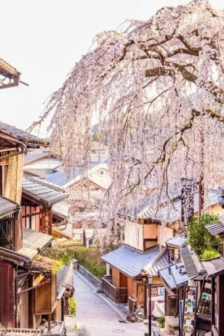 KYOTO: OSAKA/NARA/Private Customized Tour With English Guide - Customer Experience and Reviews
