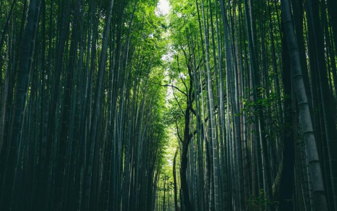 KYOTO: OSAKA/NARA/Private Customized Tour With English Guide - Customizing Your Tour