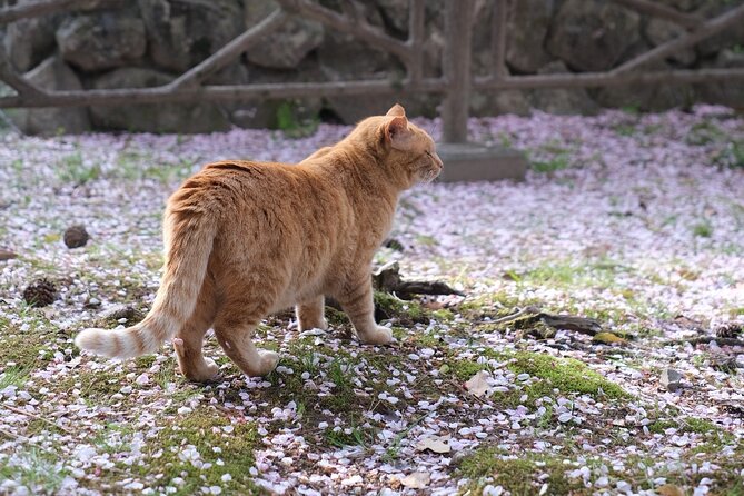 Kyoto: Photoshoot Service (Gion, Bamboo Forest, Etc) - Cancellation Policy