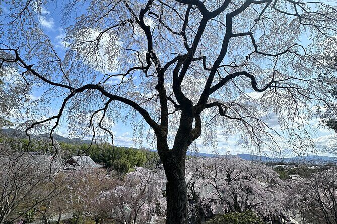 Kyoto Private Customizable Day Trip With English chauffeur - FAQ