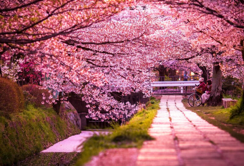 Kyoto: Private Customizable Guided Tour With Luxury Vehicle - Included Services