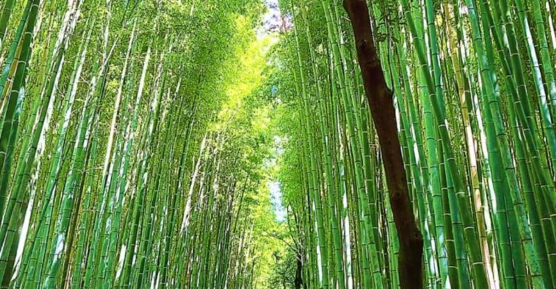 Kyoto: Private Full Day Car Tour by English Speaking Driver - Pickup and Drop-off Options