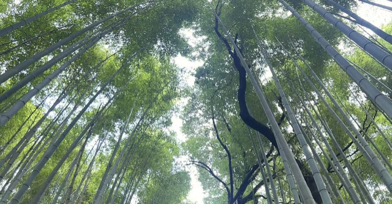 Kyoto: Private Tour, Arashiyama, Bamboo Forests and Sacred Temples - Otagi Nenbutsu-ji Temple