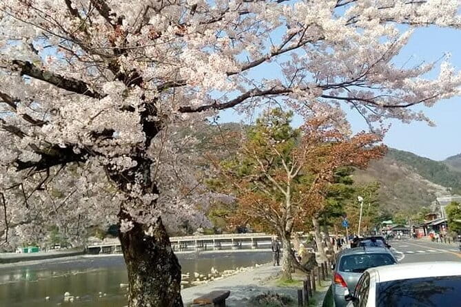 Kyoto Sakura & Hidden Gems of Timeless Tradition - Exploring Kyotos Hidden Gems