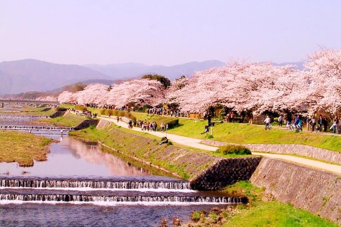 Kyoto Spring Evening (Cherry Blossom) Food Tour - Dive Into Kyotos Seasonal and Local Cuisine