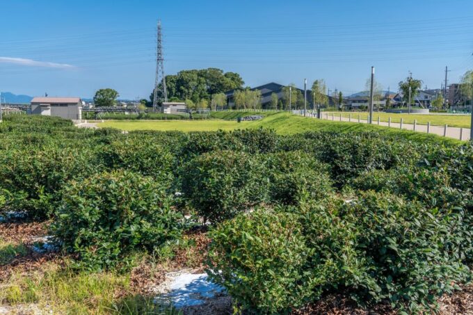 Kyoto: Tea Museum Tickets and Matcha Grinding Experience - Cancellation Policy