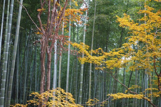 Kyoto Tour in Spanish: Fushimi Inari Bamboo Forest and Kinkaku-ji - Accessibility and Fitness Requirements