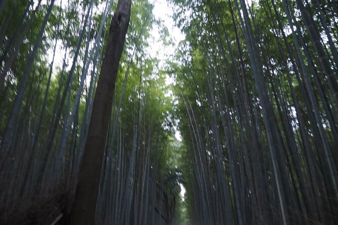 Kyoto Tour in Spanish: Fushimi Inari Bamboo Forest and Kinkaku-ji - Booking Information