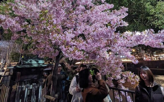Kyoto: Unscripted Walking Tours W/Locals 3h 5h 8h - Expert Local Guidance