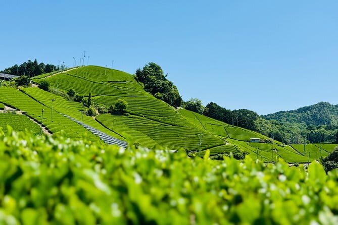 Kyoto Walking Series: Green Tea and Aristocratic Culture in Uji - Strolling Through Ujis Historic Streets
